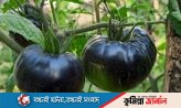 আমেরিকার কালো টম্যাটো এখন কুমিল্লায়