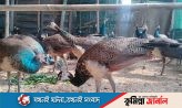 নীল ময়ূরের অসাধারণ খামার গড়ে তুলেছেন শাহ আলী