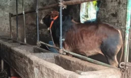 নাঙ্গলকোটে  সরকারি হাসপাতাল এখন  গরুর খামার।