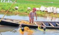 হাওরে বিপর্যয়, চাপে পড়তে পারে খাদ্য নিরাপত্তা