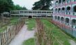 কুমিল্লায় এবারও বিদ্যালয় মাঠে পশুর হাট, ক্ষোভে ফুঁসছে শিক্ষার্থী-অভিভাবকরা