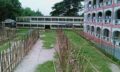 কুমিল্লায় এবারও বিদ্যালয় মাঠে পশুর হাট, ক্ষোভে ফুঁসছে শিক্ষার্থী-অভিভাবকরা